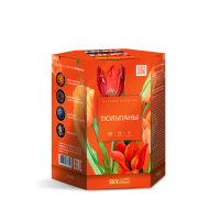 Тюльпаны Салют купить в Октябрьском Архангельской области | oktyabrskijarhangelskaya.salutsklad.ru